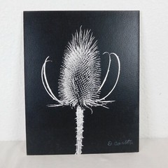 2 Black & White Thistle Foam Mounted Signed D Carlton Photo Pacific NW Artist