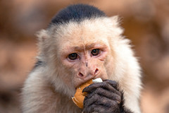 Panamanian White-faced Capuchin With A Snack