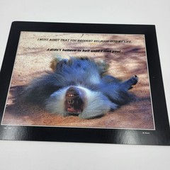PHOTOGRAPHY Art MEME Prints Lot 3 Humorous Animals Nature Photos – HW029
