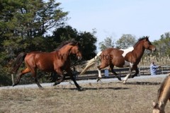 Chincoteague Pony Photo -Stallion – Hoppy – Pick One Image -Various Sizes