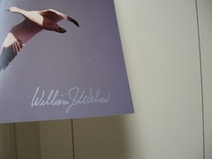 Wildlife Photographer William Weber Matted Seagull Signed-New, Geese, Marred Owl