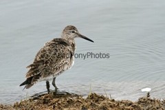Willet Photo, Pick One Image – Various Sizes