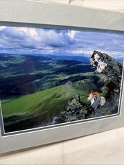 King Of The Alaska Mountains Fall Sheep A Hand Signed Print By Carlos Rojas