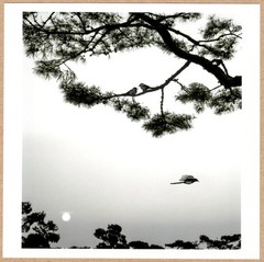Pentti Sammalahti / SIGNED PENTTI SAMMALLAHTI Magpies Seoul South Korea 2016 6 x