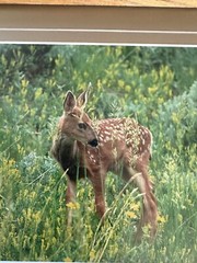 Framed Twin Mule Deer Fawn Wildlife Photography By J.R. Hunter (Signed)