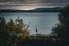 Lone Heron At Waters Edge Photography Print Sunrise Bird Contemplative Beauty
