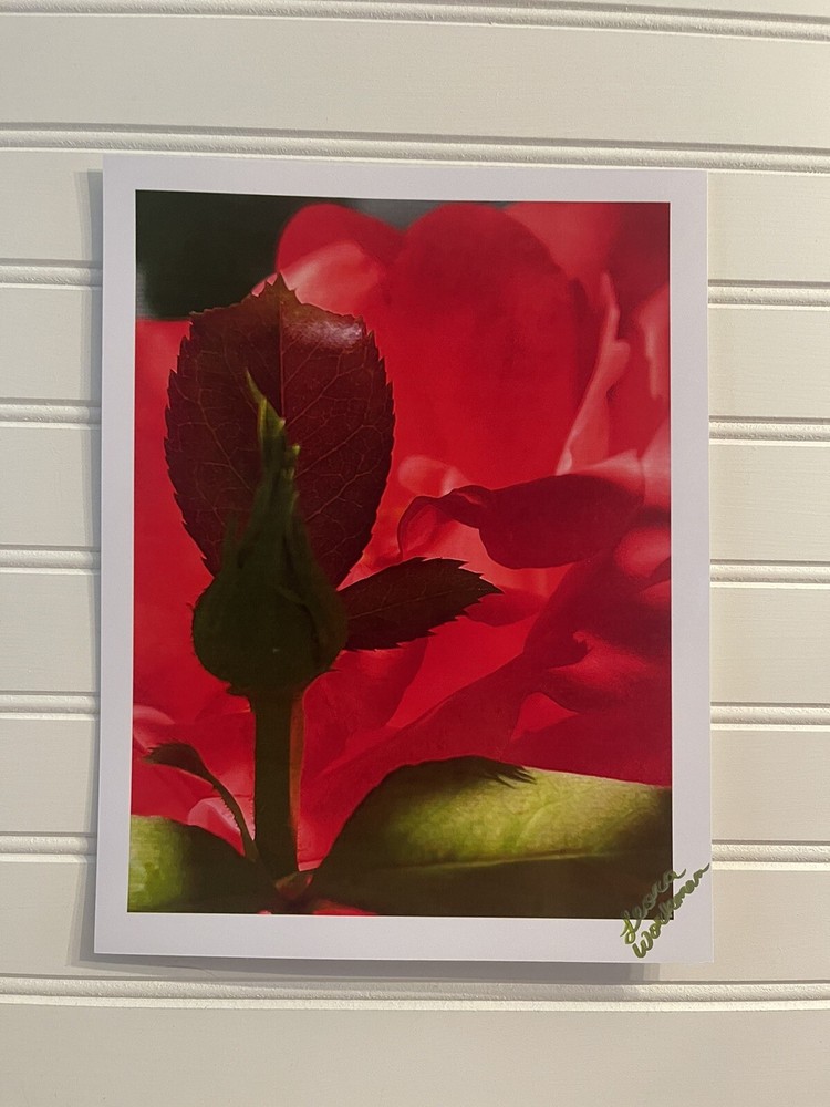 Garden Rose #6 – landscape photograph 8.5×11