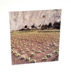 Alta Tingle Framed Botanical Farm Field Landscape Photograph 20″ SF Fine Art 90s