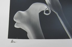 Signed 8×10” b&w photograph Calla lilies follower of Mapplethorpe
