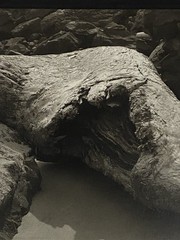 Jim Fitzgerald Driftwood Oregon Coast Signed Photograph Carbon Transfer