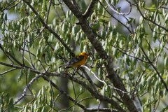 Prothonotory Warbler Photo, Pick One Image – Various Sizes