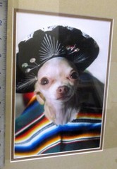 CHIHUAHUA Dog ART PHOTOGRAPH MEXICAN GARB Framed Portrait