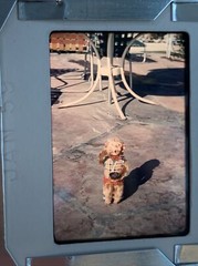 1958 Lot Of 30 Santa Barbara Las Vegas Vintage Color Slides