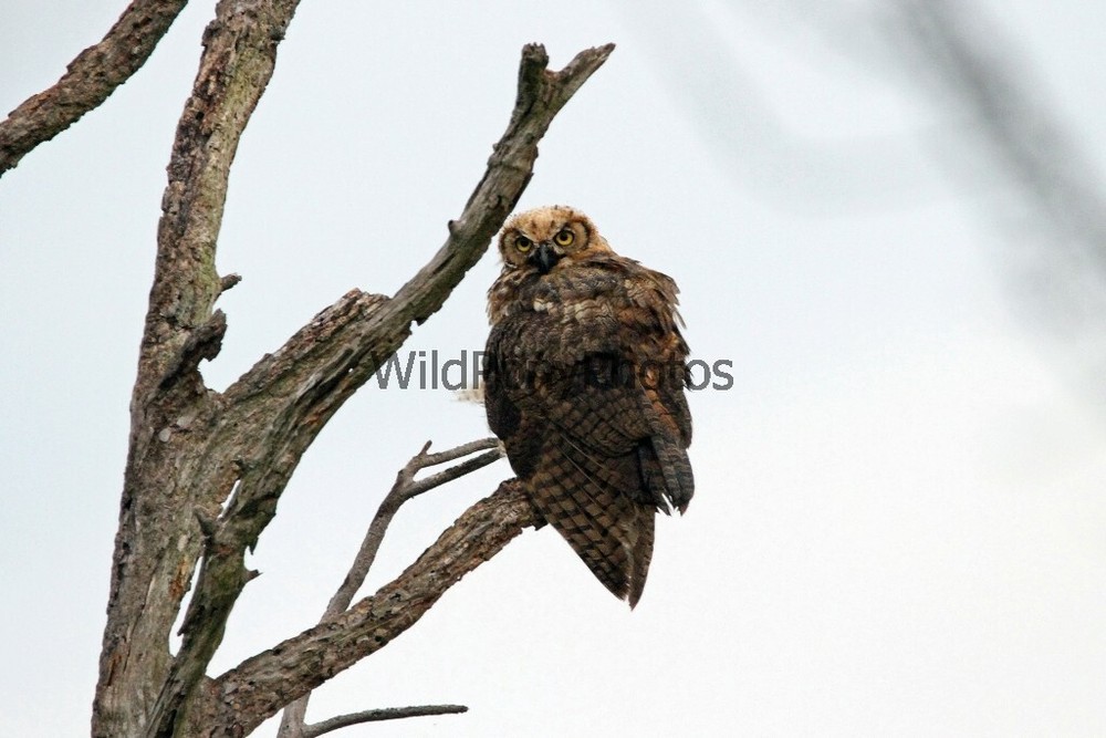 Owl Photo, Pick One Image – Various Sizes