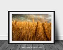 Country Photography Print – Picture of Golden Wheat at Harvest Time in Colorado