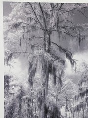 New Orleans Bourbon Street Swamp Spanish Moss Creepy Eerie Signed Art Prints Vtg