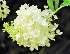 Annabelle Hydrangea – Hydrangea Arborescens – Nature Photography