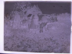 Vintage Ox Team Historic Large Glass Negative No 1