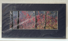 Signed Sherrill Photo Fall Color Rooster Rock Park Oregon Autumn Foliage PNW Art