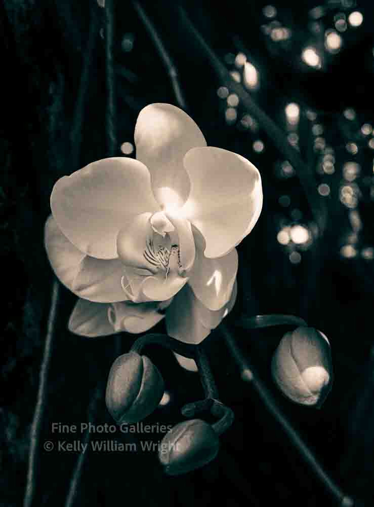 KELLY WILLIAM WRIGHT Botanical Orchid Flower Zen Garden Original Photo Art 13×19