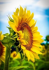 FREE SHIPPING Giclee 11×17” Color Sunflower Print, Office, Home, Business