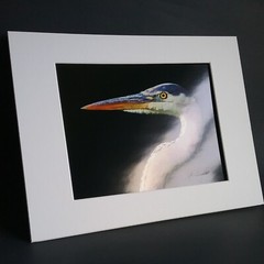 Great Blue Heron Print – Signed Proof Fine Art Wildlife Photography