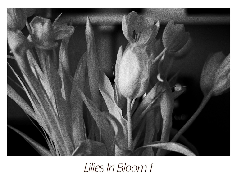 Black & White Floral Photograph Print Set – «Lilies In Bloom» 1 2 3 4 5