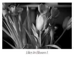 Black & White Floral Photograph Print Set – «Lilies In Bloom» 1 2 3 4 5