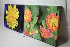 Lantana garden flower canvas 16×12 wildlife photo E. Barton Photography EPS21835
