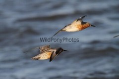 Red Knot Photo, Pick One Image – Various Sizes