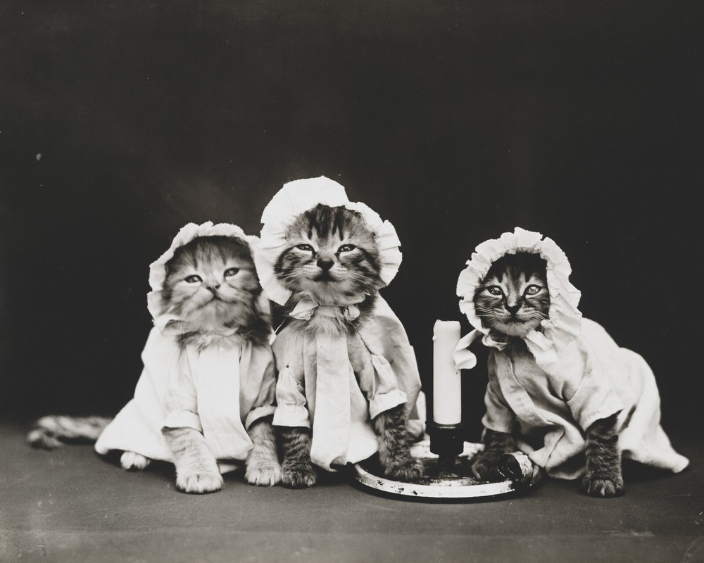 cat kitten kitty art print Harry Whittier Frees 8×10 vintage photo picture #25