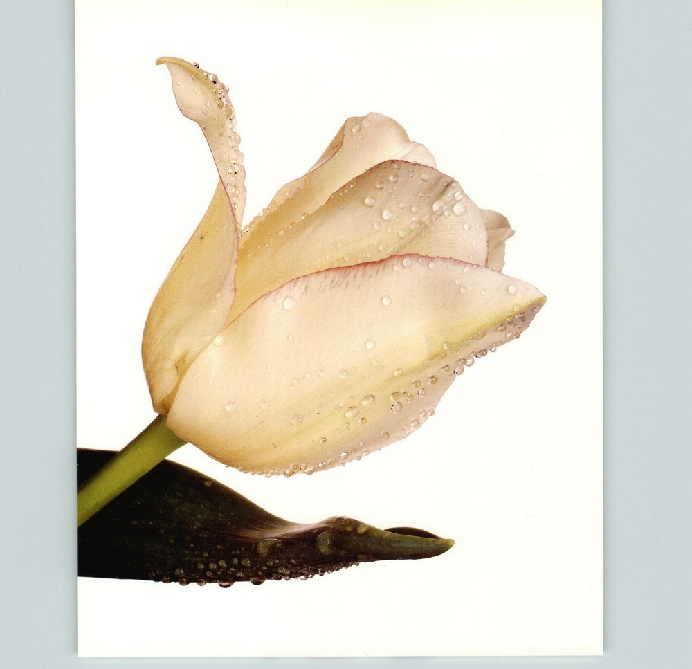 1980 Irving Penn ORIGINAL Blushing Bride Tulip Flower Art Photo 11″ X 14″