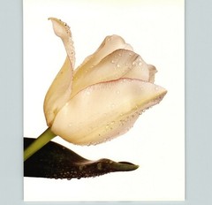 1980 Irving Penn ORIGINAL Blushing Bride Tulip Flower Art Photo 11″ X 14″