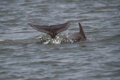 Whales or Dolphins Photo, Pick One Image – Various Sizes