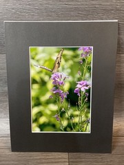 Butterfly Photograph 5×7 In A 8×10 Mat, Nature Photo, Wall Art