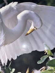 Great Egret, Florida Photography by Robert Clibbon Signed Print