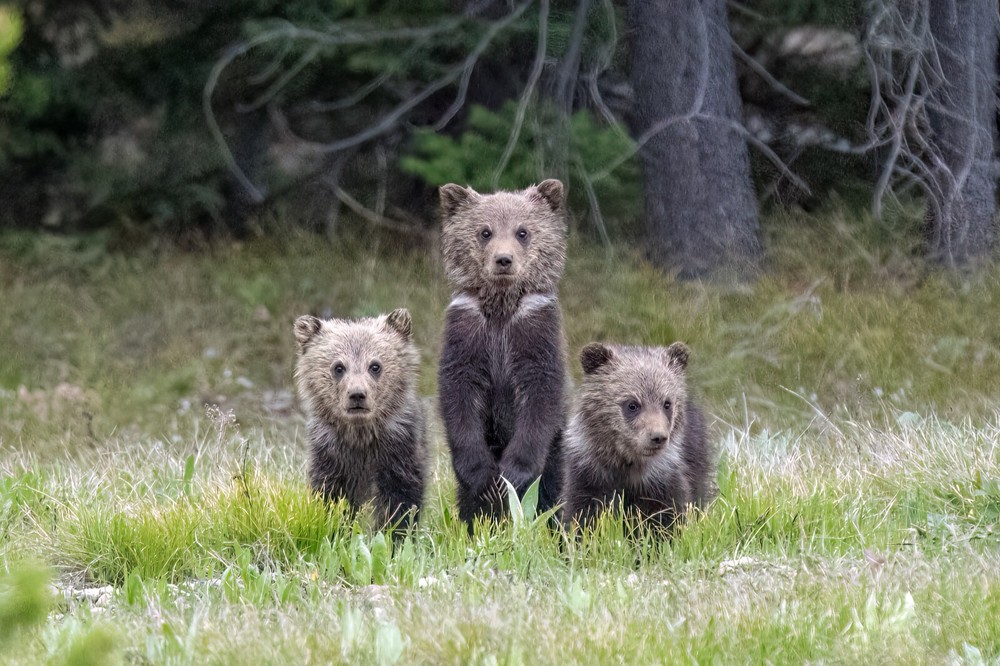 «Three Little Bears» Grand Teton Nation Park 2022 (24 x 30″ Metal Photo Print)