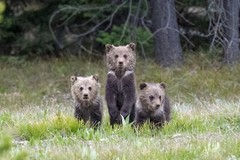 «Three Little Bears» Grand Teton Nation Park 2022 (24 x 30″ Metal Photo Print)