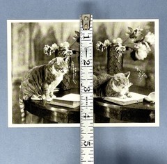 Smart Cat NYC 1931 Art Print Card Photo By James Van Der Zee Fotofolio 4”x6”