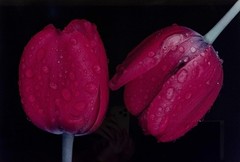 Ernst Haas «Tulips, Japan» Photograph