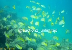 Digital Image Picture Photo Pic Andaman India underwater coral life scuba AND086