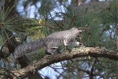 Delmarva Fox Squirrel Photo, Pick One Image – Various Sizes