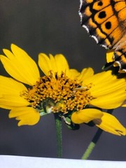 H Eric Olsen Monarch Butterfly Texas Wildlife Art Photo Print