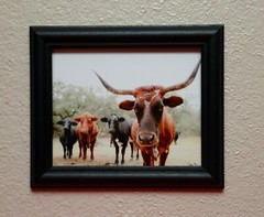 Hand signed Longhorn Cow Photograph w Canvas Texture on Styrene Board Print Art