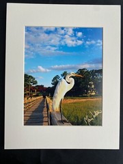 11 X 14 Matted Photo – signed by photographer Marie Whitton- WHITE CRANE
