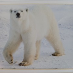 Polar Bear Photography Prints Set of 2 Matted Wildlife Art Photos Mike Johnson