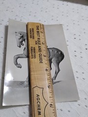 VTG RPPC Earthen Figure Of A Horse: Chinese, T’ang Dynasty MUSEUM POST CARD