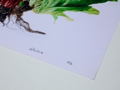 Farmers Market Greens – 17″ x 22″ Fine Art Photography Print – Food Photography