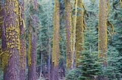 Tom Adams Photography Mormon Immigrant Trail Red Fir Trees Photo Art 11X14