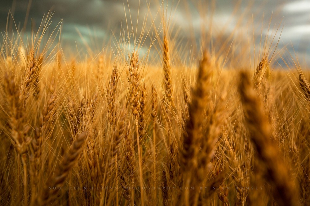 Country Photography Print – Picture of Golden Wheat at Harvest Time in Colorado